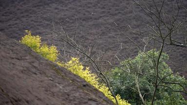 春天山崖上嫩绿的树枝4K